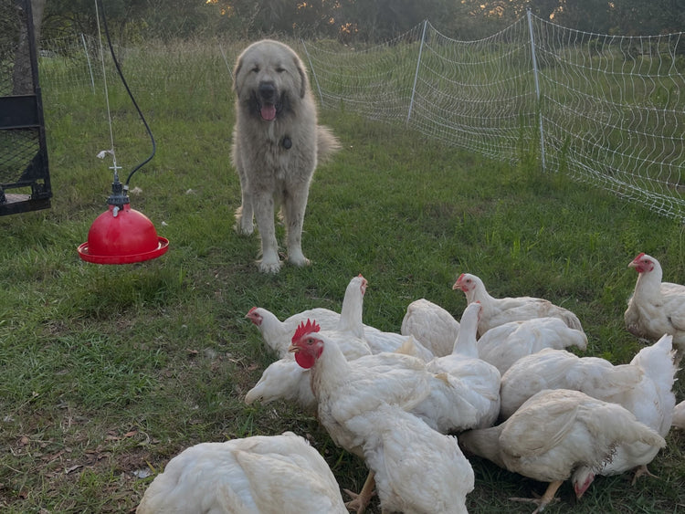 Pasture Raised Chicken