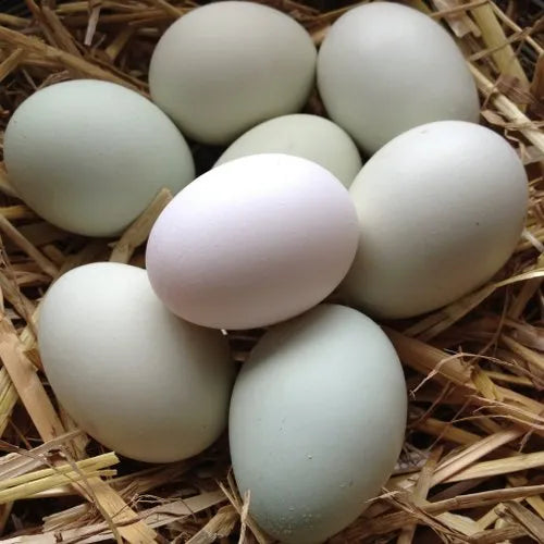 Duck Eggs - Non GMO
